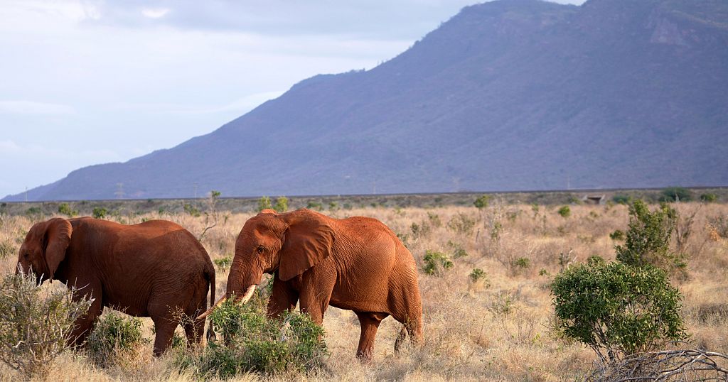 Kenyan farmers use nature for peaceful human-elephant coexistence