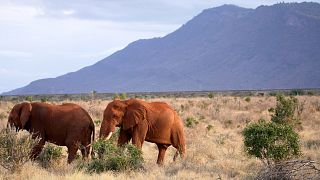Kenyan farmers use nature for peaceful human-elephant coexistence