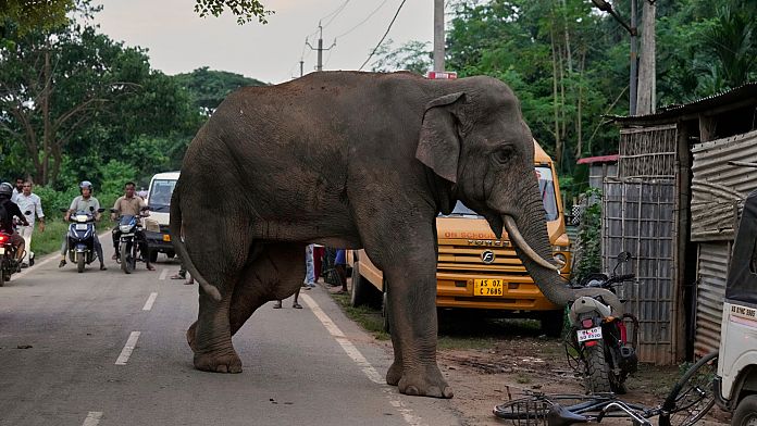 Injured elephant repeatedly visits Indian village for food and water Injured elephant repeatedly visits Indian village for food and water