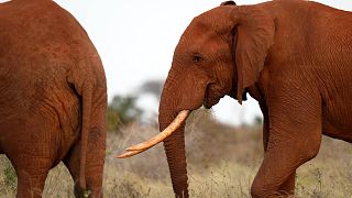 Plongée au cœur d’un sanctuaire d’éléphants en Afrique du Sud