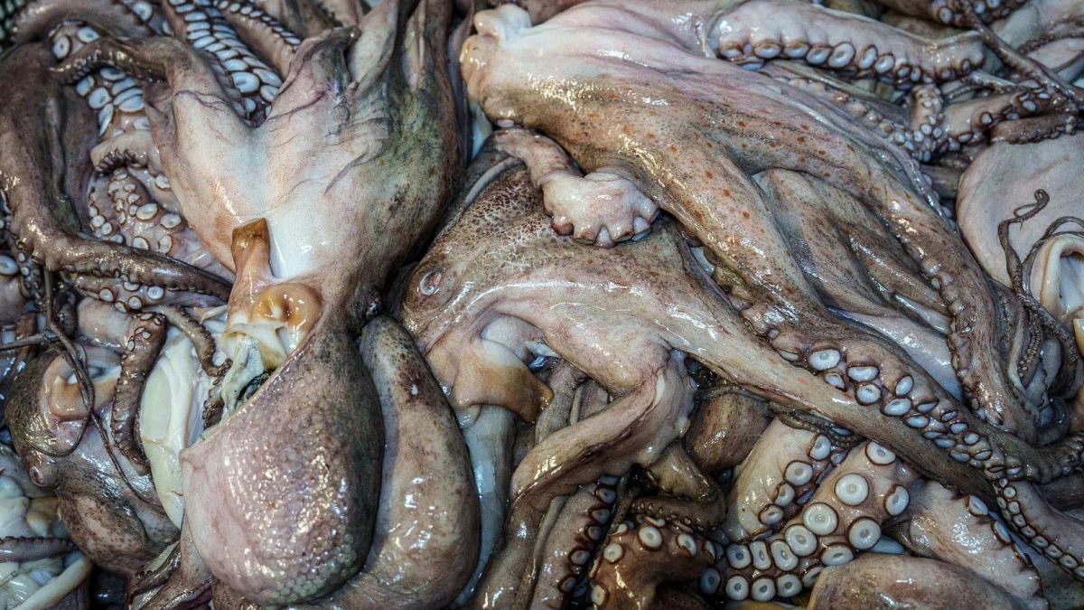 Spain’s octopus industry faces collapse amid overfishing, climate shifts and global demand