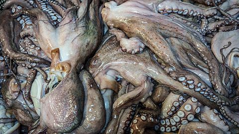 Dead octopuses await processing at Frigorificos Arcos SL in O Carballino, Spain.