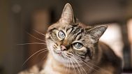 Los investigadores han descubierto que los gatos desarrollan demencia de forma similar a los humanos. 