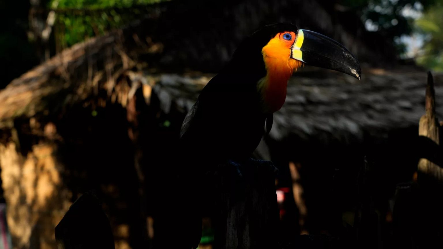 A toucan perches on the fence of a house in the Indigenous community in Brazil.