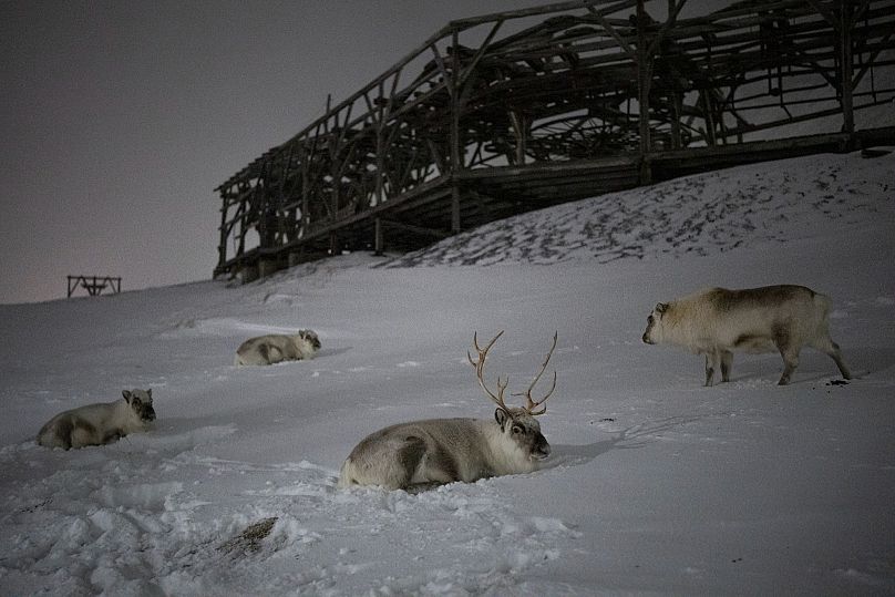 Des rennes se reposent près d'une infrastructure minière désaffectée à Longyearbyen, en Norvège, le mardi 10 janvier 2023