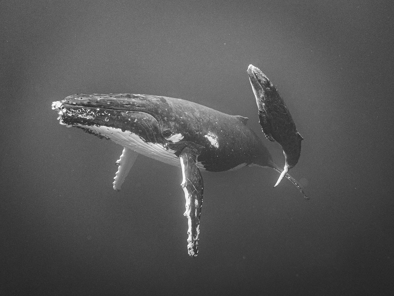Close Encounter by Jayne Parker, Animals (Winner)