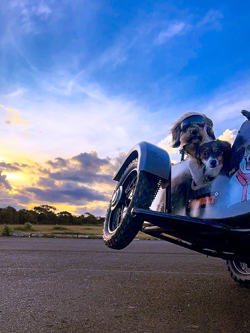 Moto Cães by Thiago Bernardes de Souza, Photographer of the Year, Second place 