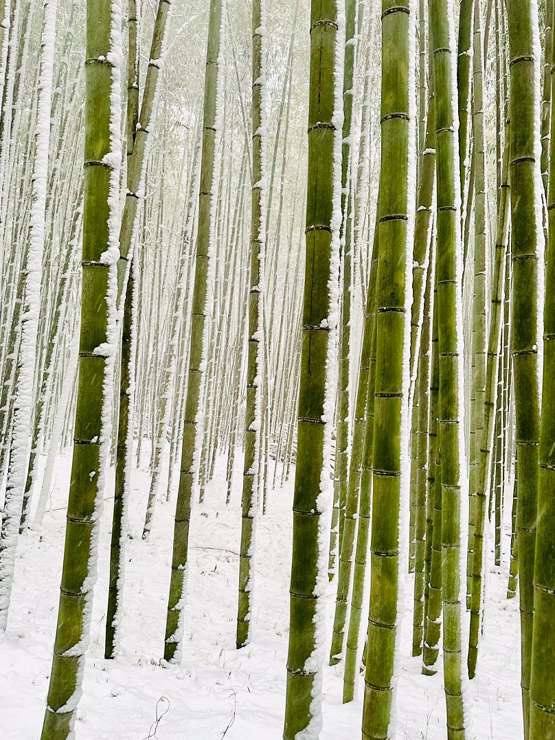 Winter Bamboos by Mark Sarmiento, Nature (Winner) 