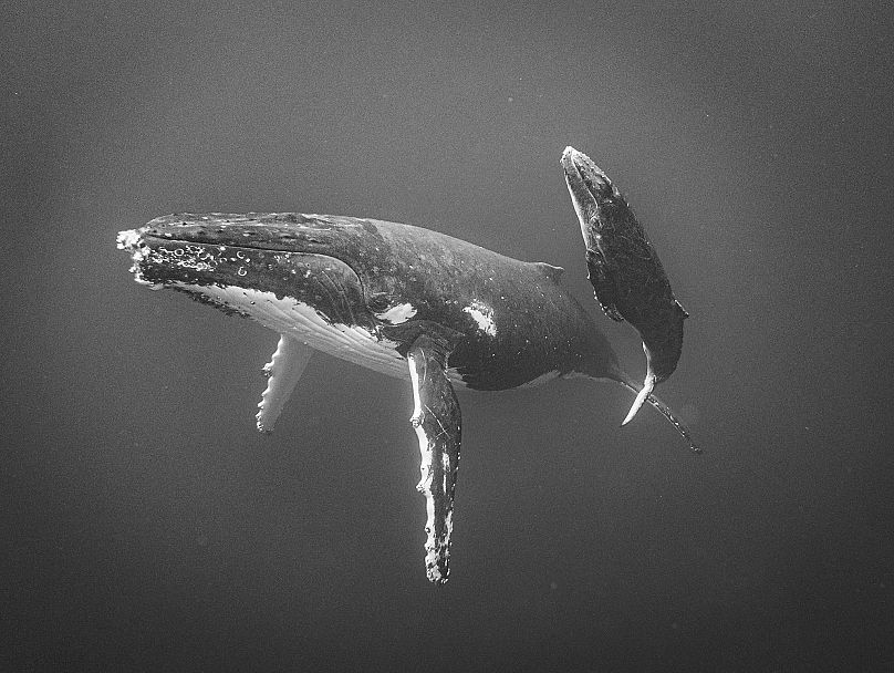 Close Encounter by Jayne Parker, Animals (Winner)