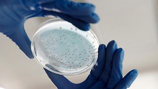 Bir bilim insanı petri kabı tutuyor.