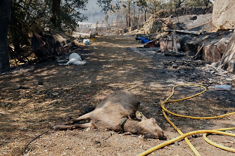 Cadavres d'animaux après un incendie à Caridade, dans le nord-ouest de l'Espagne, le jeudi 14 août 2025