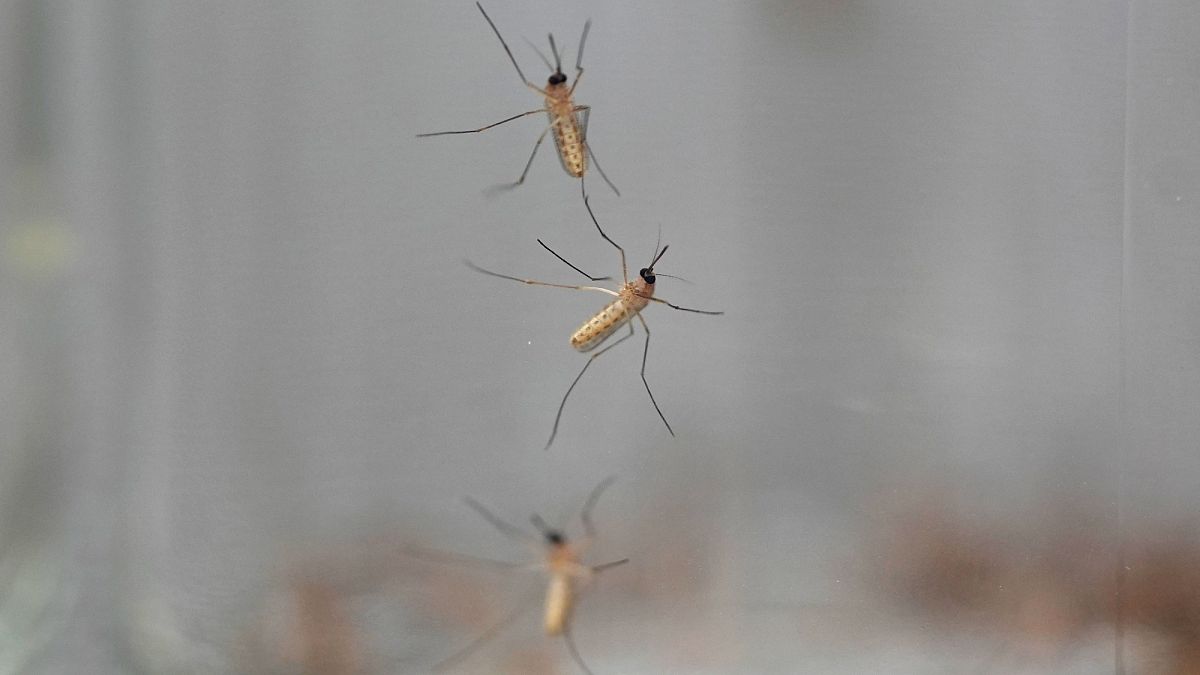 West Nile virus, chikungunya, dengue: Tracking mosquito-borne illnesses across Europe