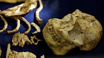 Fossil discovery in Ethiopia reveals missing chapter in human evolution