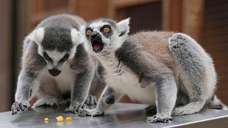 London Zoo animals step onto scales for annual weigh-in