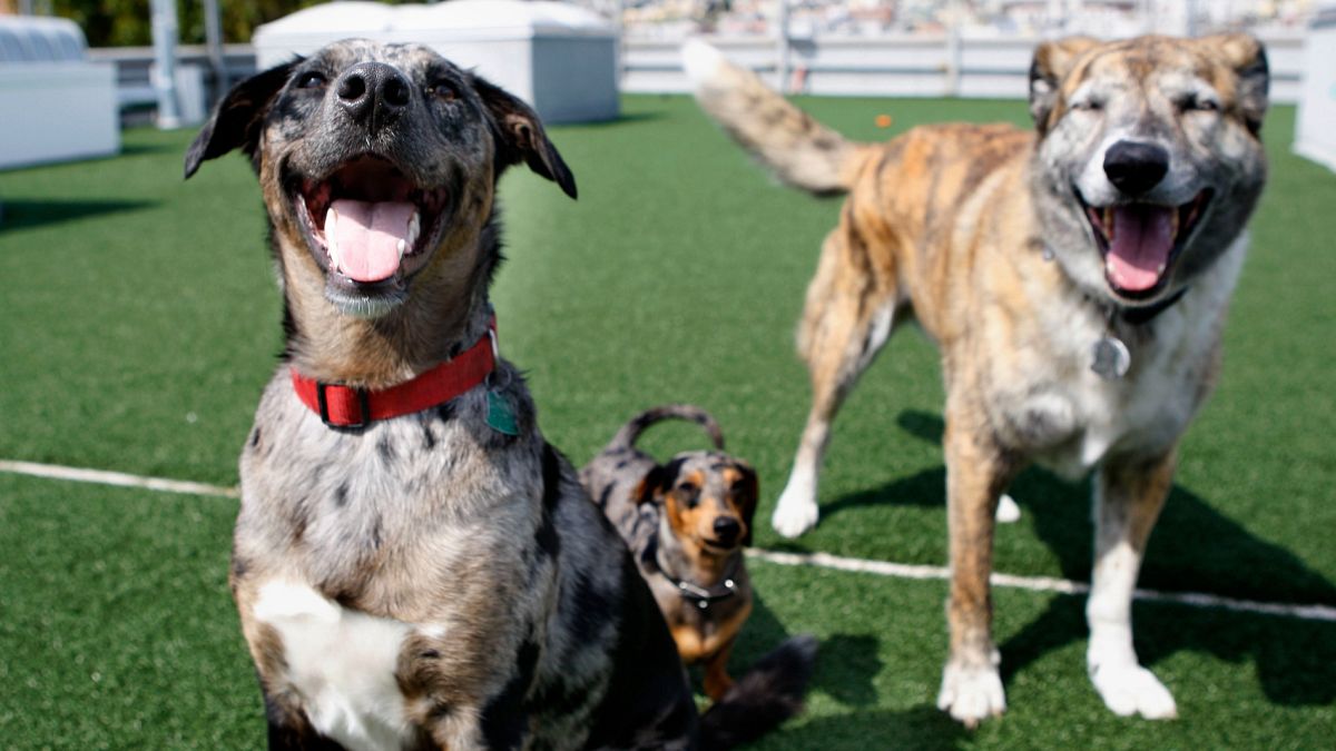 El aumento de los costos del veterinario y el defección están poniendo en peligro a las mascotas de Europa