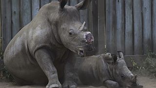 Afrique du Sud : un ex-propriétaire de rhinocéros arrêté pour trafic de cornes