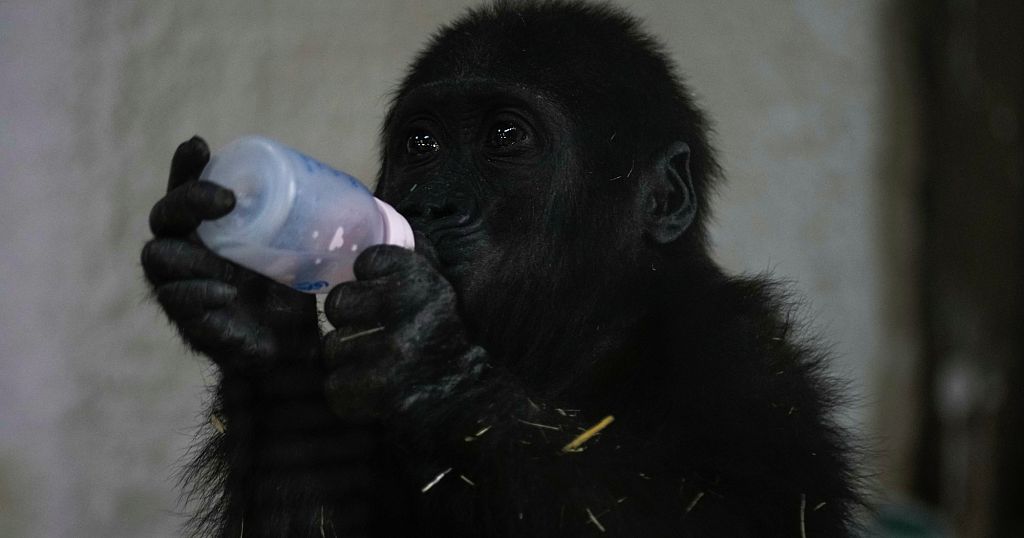 Turkey: baby Gorilla rescued from plane set to return to Nigeria