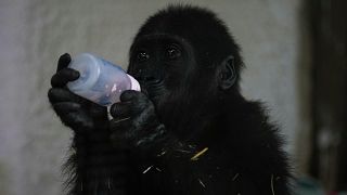 Turkey: Plans afoot to return rescued baby gorilla to Nigeria