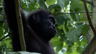 Young gorilla Zeytin prepares to go home after rescue in Istanbul