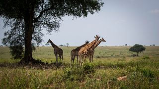 Scientists reclassify giraffes into four distinct species, up from one