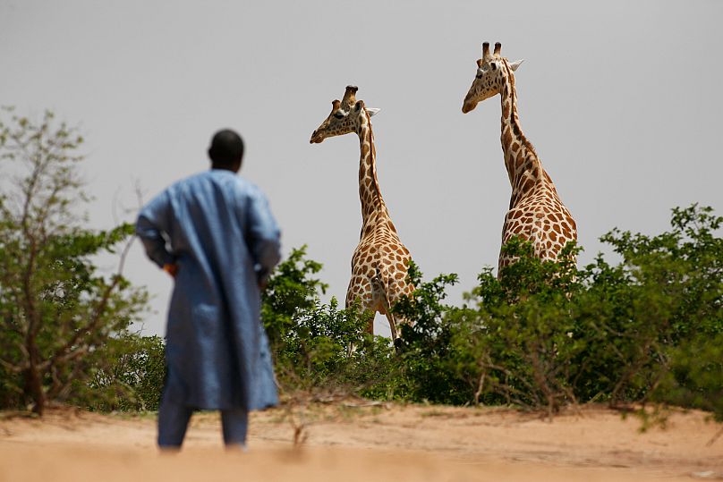  In this Aug. 1, 2009 photo, a visitor from the capital, Niamey, watches a pair of giraffes from Africa's most endangered giraffe subspecies, in the bush near Koure, Niger. 