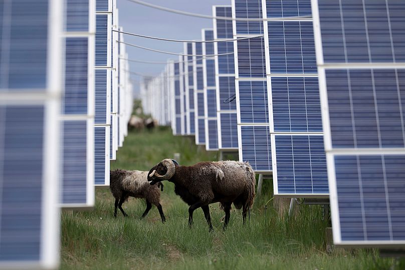 Tibetan sheep graze at a solar farm in Hainan prefecture of western China's Qinghai province.