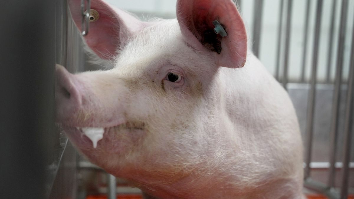Scientists transplant pig lung into brain-dead patient in world-first