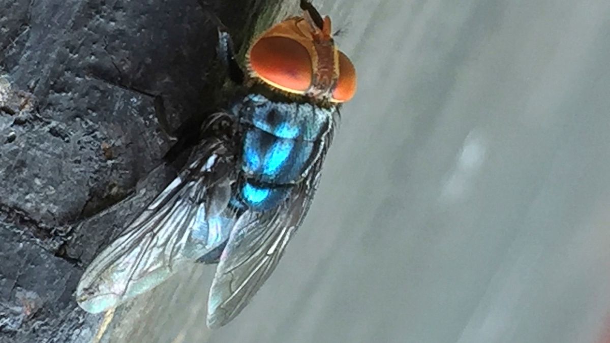New World screwworm: What to know about rare flesh-eating parasite
