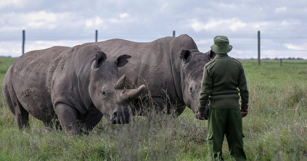 Kenya wildlife park fears poacher resurgence after USAID cuts