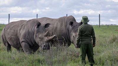 Kenya wildlife park fears poacher resurgence after USAID cuts
