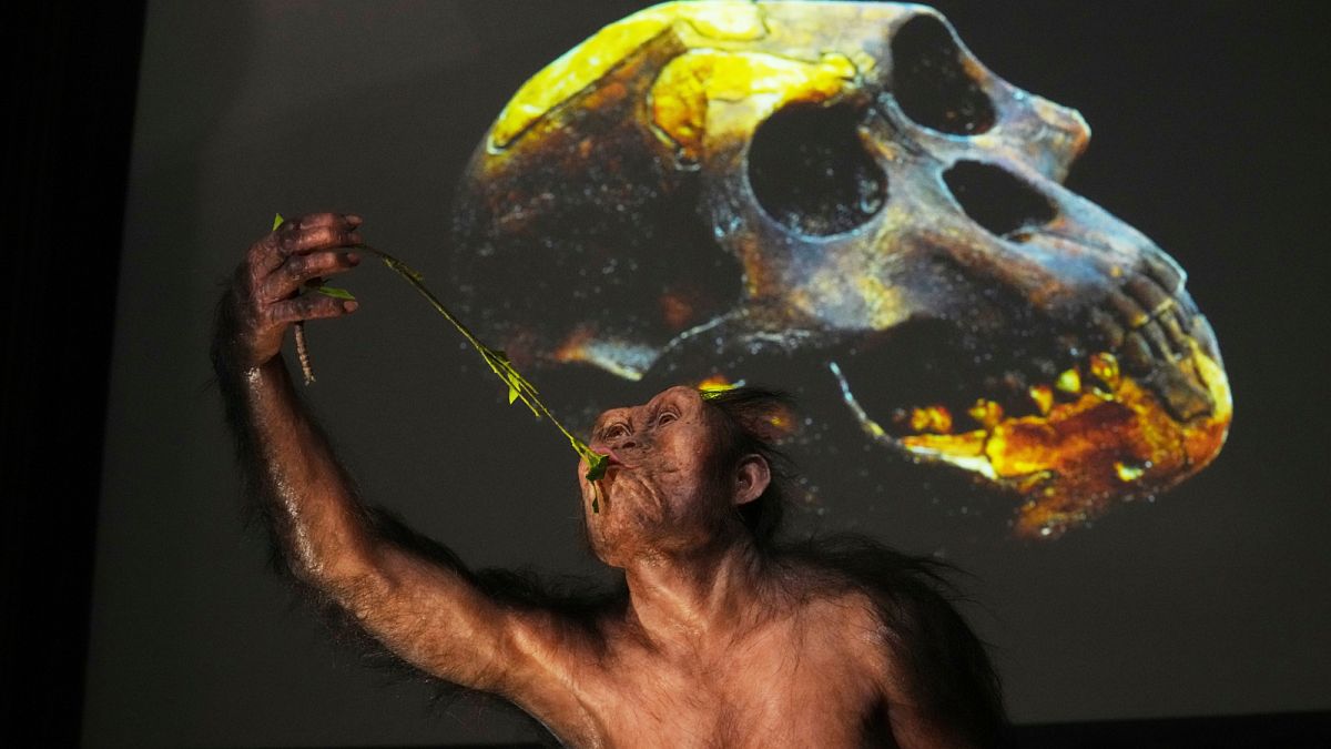 Les fossiles de Lucy et Selam exposés en Europe pour la première fois