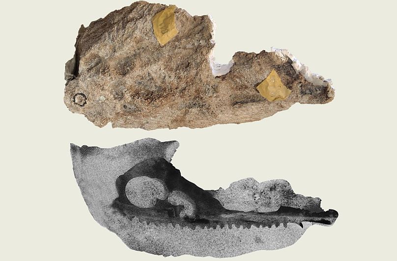 Im Gesteinsbrocken (oben) verbirgt sich der Schädel eines Dinosauriers, wie der CT-Scan (unten) zeigt.