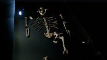 Archéologie : les restes des primates Lucy et Selam exposés à Prague
