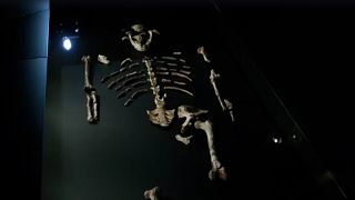 Archéologie : les restes des primates Lucy et Selam exposés à Prague
