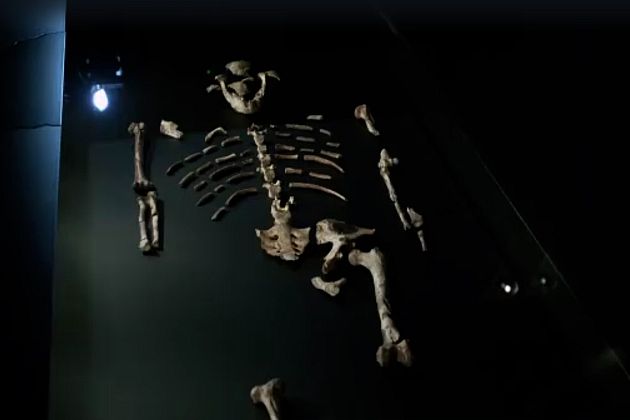Archéologie : les restes des primates Lucy et Selam exposés à Prague