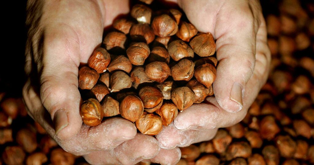 Nigeria bans raw shea nut exports to boost local industry