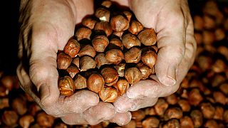 Nigeria bans raw shea nut exports to boost local industry