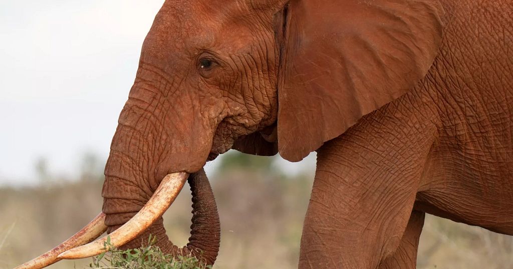 Elephant forced to drink beer at Kenyan nature park