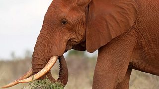 Elephant forced to drink beer at Kenyan nature park