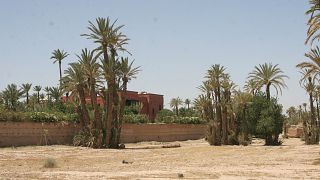 Rising temperatures threaten the survival of Morocco's palm groves
