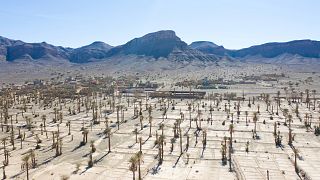 Maroc : des oasis menacés par des températures élevées et les feux de forêt