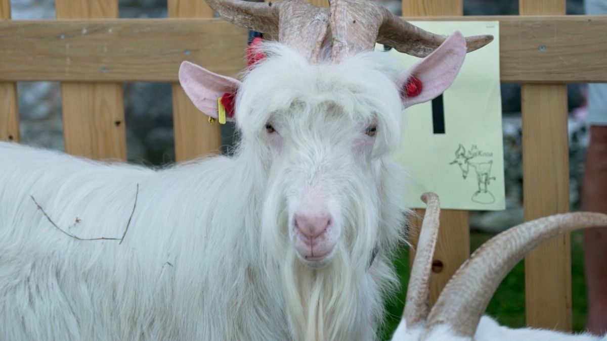 Both beloved and punished: the Istrian goat’s curious place in history