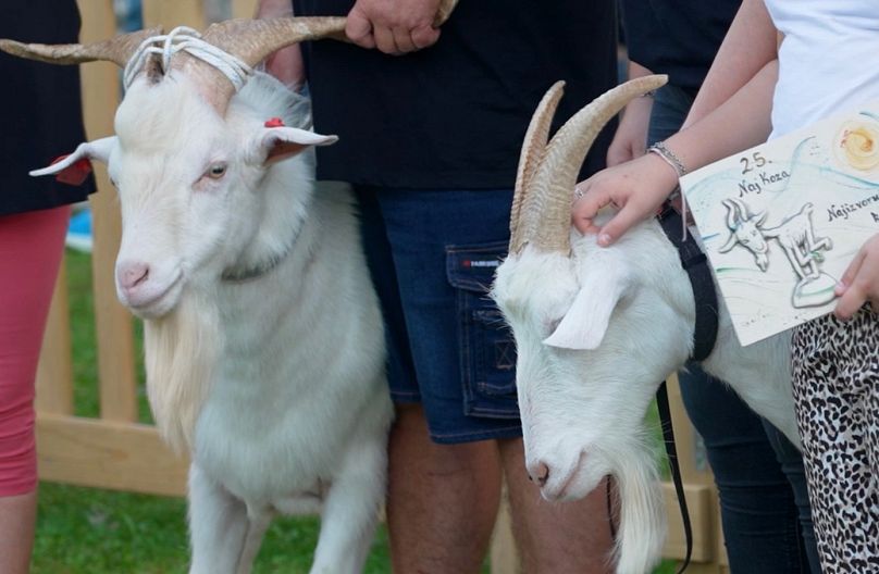 Istrian goat at the 25th Goat Beauty Pageant in Svetvinčenat, Croatia