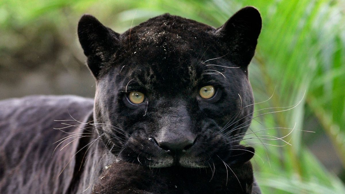 Bulgaria's black panther on the prowl mystery continues with latest sighting
