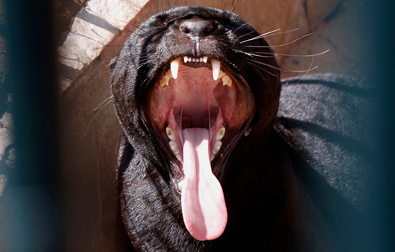 Bir panter, 20 Ekim 2008'de Mexico City'nin zengin mahallesinde lüks bir evin arkasında esniyor
