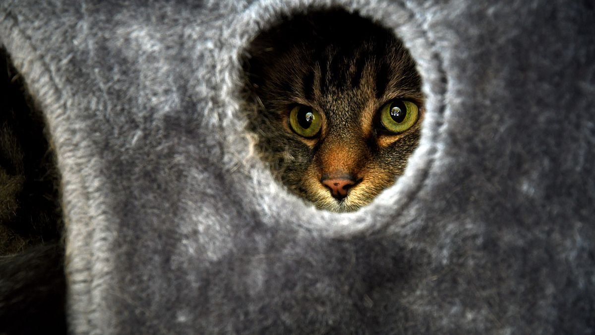Bien-être animal : l'American Humane Society signe un partenariat avec une association hongroise