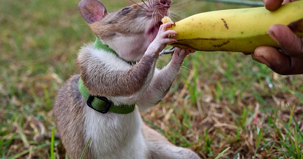 Non-profit APOPO trains rats for lifesaving missions in Tanzania