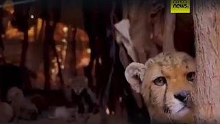 Somaliland : arrestation de personnes soupçonnées de trafic illégal d’animaux sauvages 
