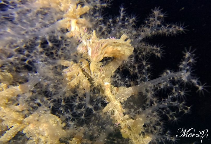 More than 200 species were recorded, including several not previously reported in Cyprus.