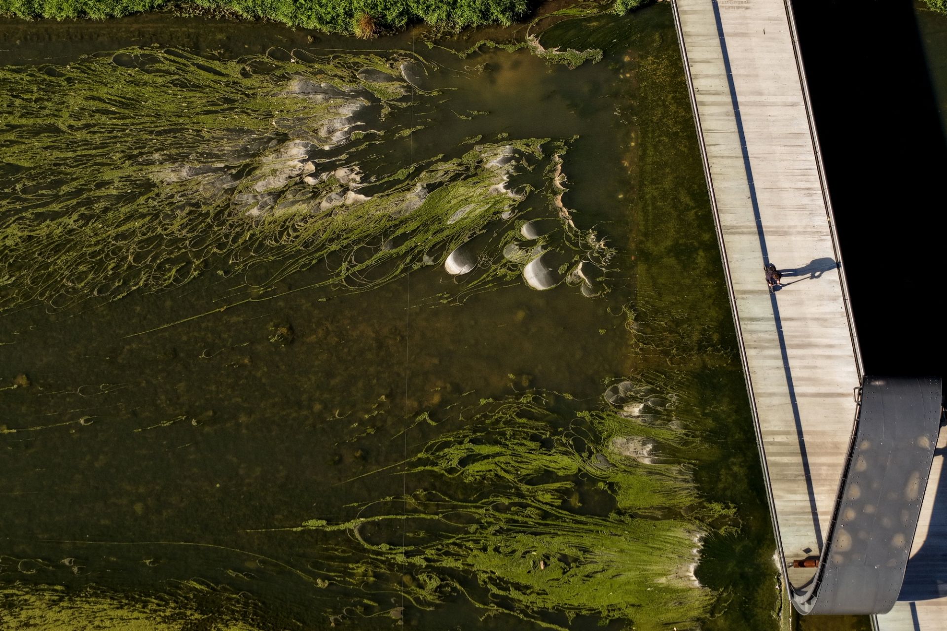 Unconventional algae-based fertiliser cuts standard mineral usage by 25%